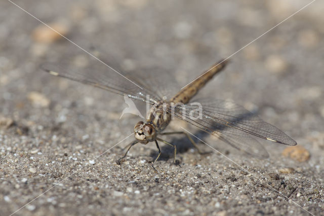 Brachythemis impartita