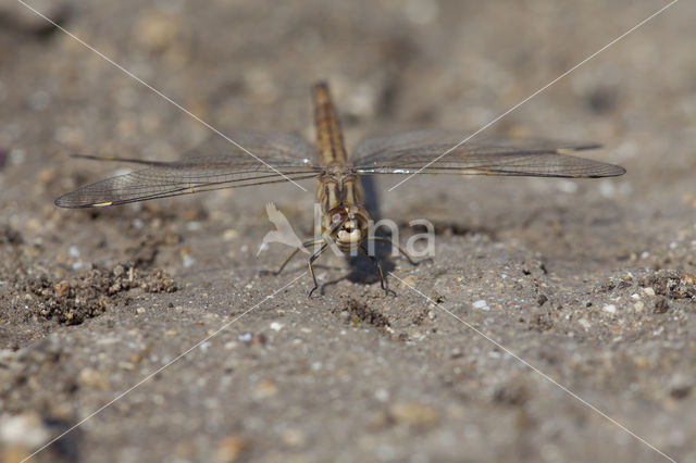 Brachythemis impartita