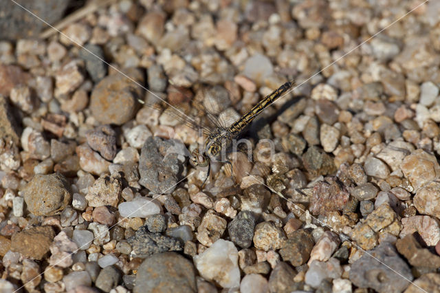 Brachythemis impartita