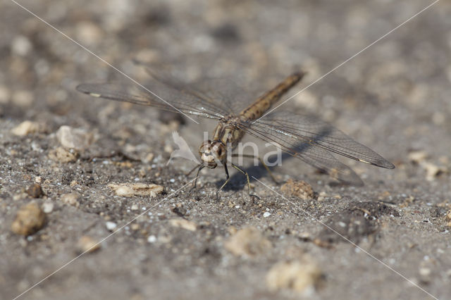 Brachythemis impartita