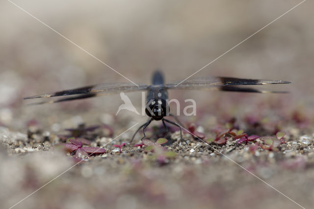 Brachythemis impartita