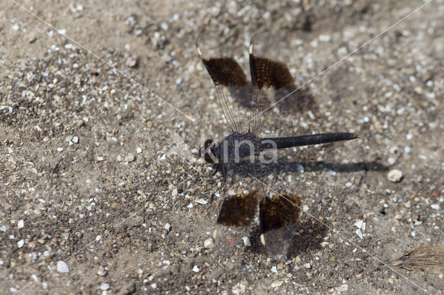 Brachythemis impartita