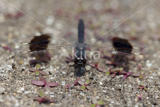 Brachythemis impartita