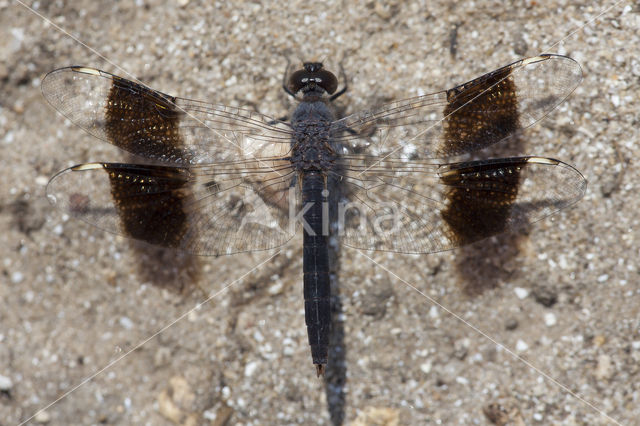 Brachythemis impartita