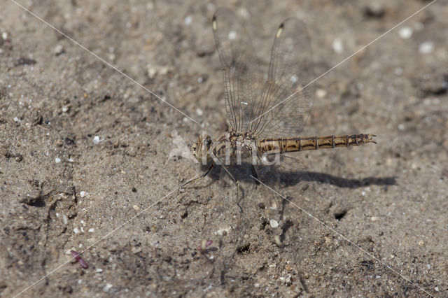 Brachythemis impartita