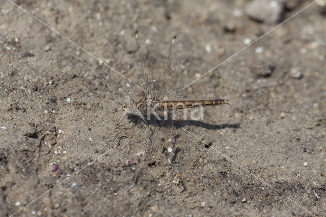 Brachythemis impartita