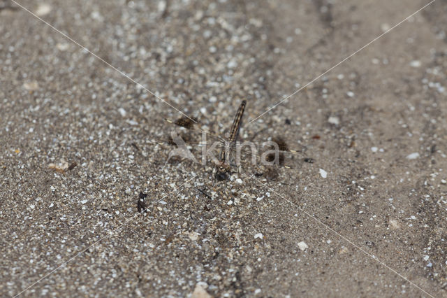 Brachythemis impartita