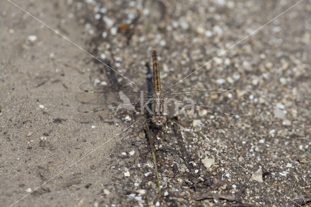 Brachythemis impartita