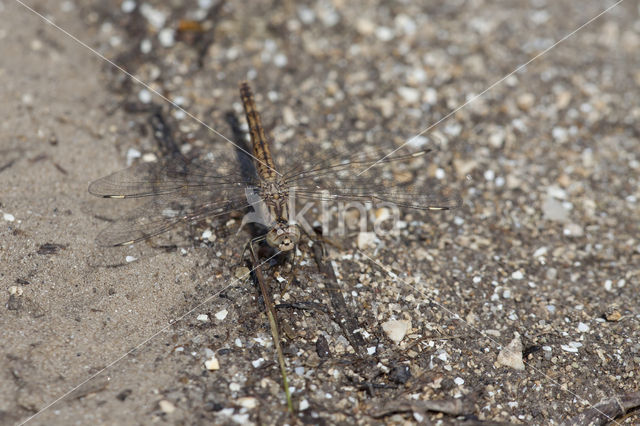 Brachythemis impartita