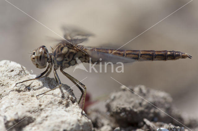 Brachythemis impartita