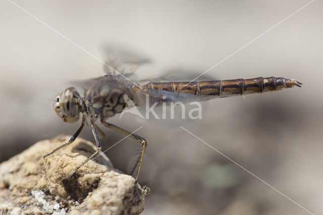 Brachythemis impartita