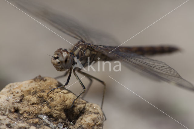 Brachythemis impartita