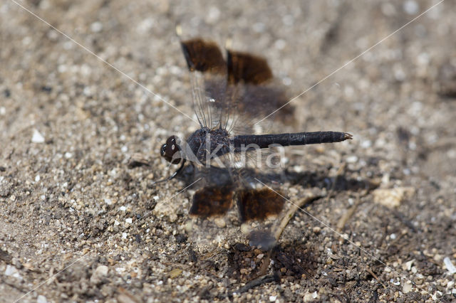 Brachythemis impartita