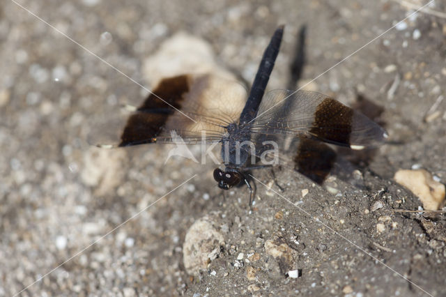 Brachythemis impartita