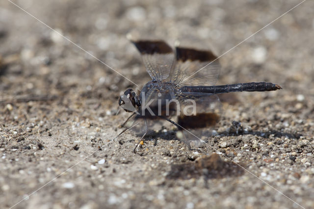 Brachythemis impartita