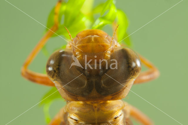 Bruine glazenmaker (Aeshna grandis)