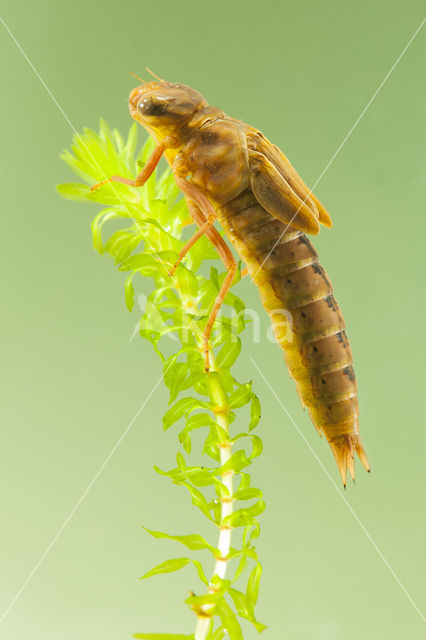 Bruine glazenmaker (Aeshna grandis)