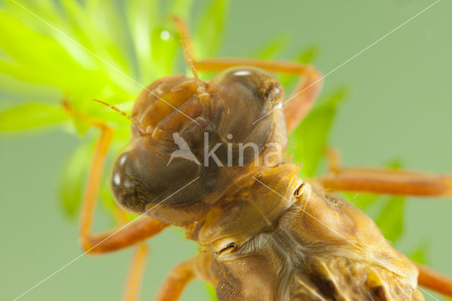 Bruine glazenmaker (Aeshna grandis)