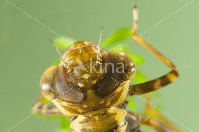 Bruine glazenmaker (Aeshna grandis)