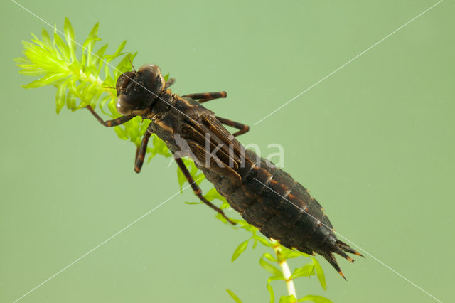 Bruine glazenmaker (Aeshna grandis)