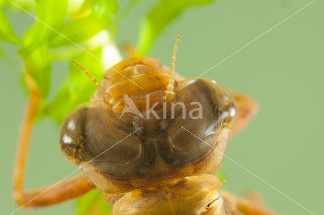 Bruine glazenmaker (Aeshna grandis)