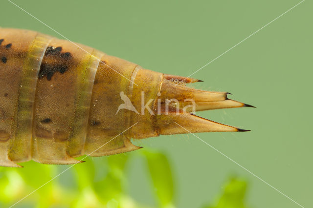 Brown Hawker (Aeshna grandis)