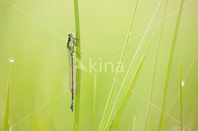 Donkere waterjuffer (Coenagrion armatum)