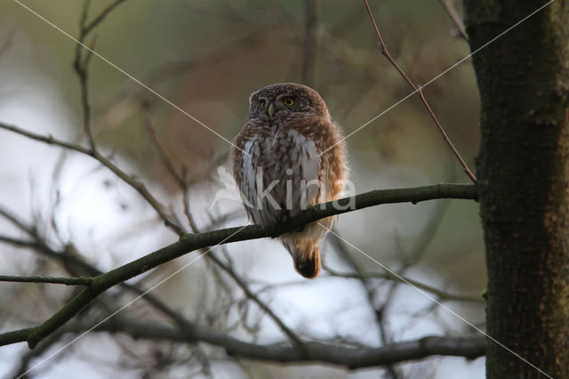 Dwerguil (Glaucidium passerinum)