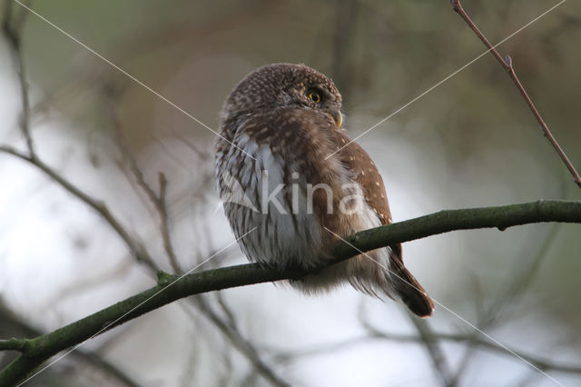 Dwerguil (Glaucidium passerinum)