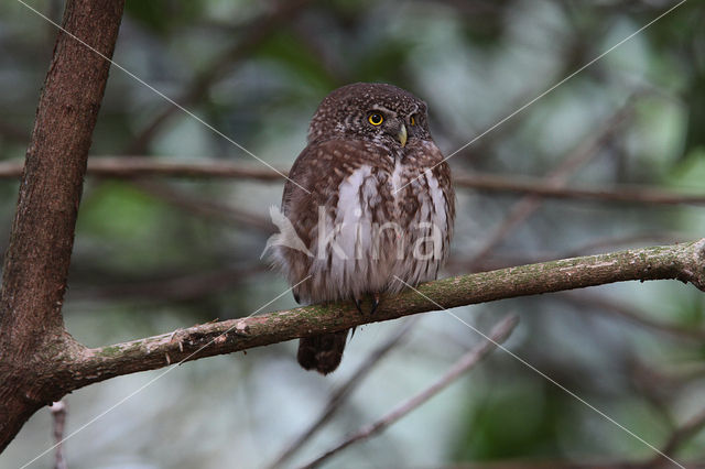 Dwerguil (Glaucidium passerinum)