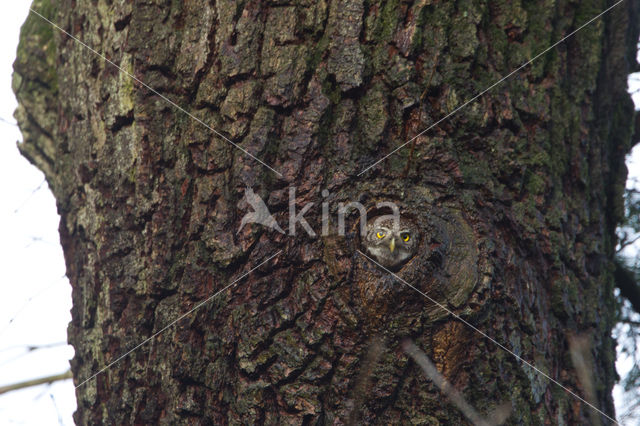 Dwerguil (Glaucidium passerinum)