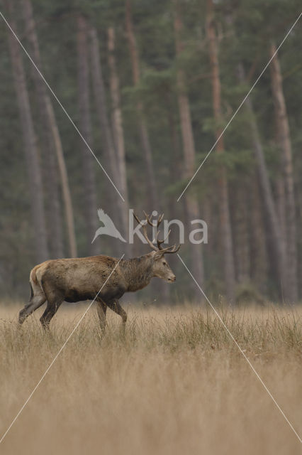 Edelhert (Cervus elaphus)