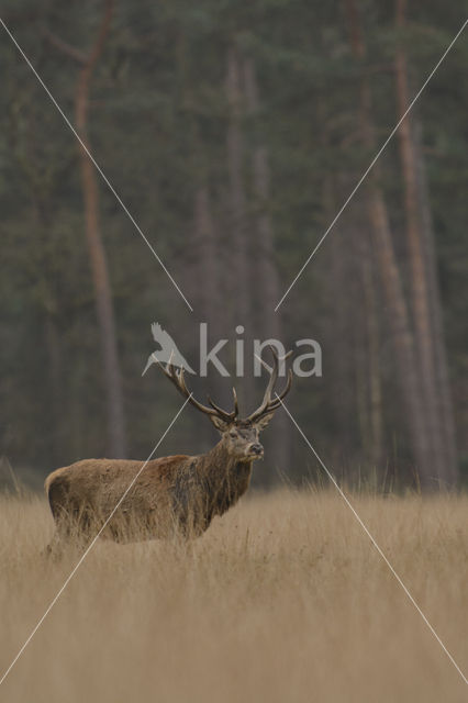 Edelhert (Cervus elaphus)