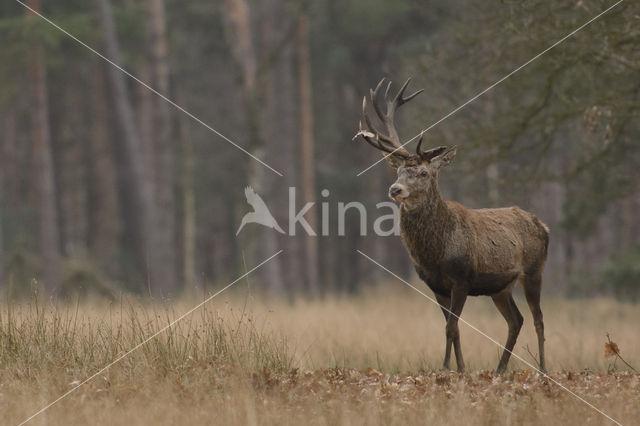 Edelhert (Cervus elaphus)