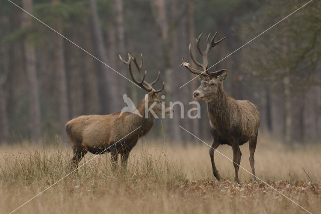 Edelhert (Cervus elaphus)