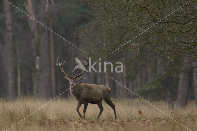 Edelhert (Cervus elaphus)