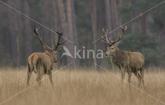 Edelhert (Cervus elaphus)