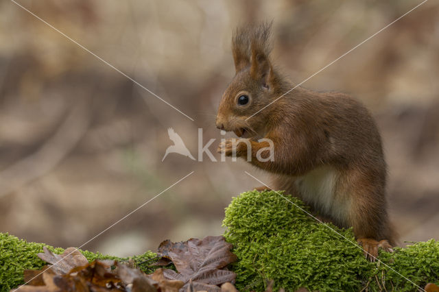 Eekhoorn (Sciurus vulgaris)