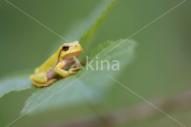 Europese boomkikker (Hyla arborea)