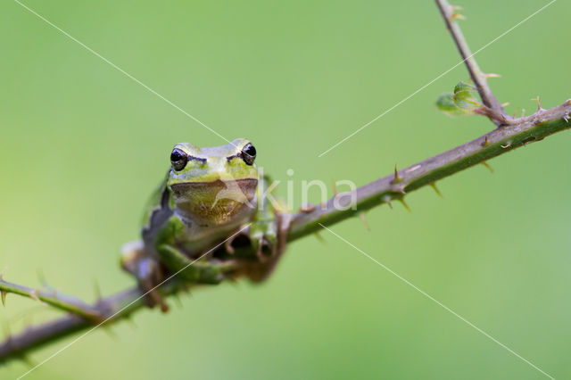 Europese boomkikker (Hyla arborea)