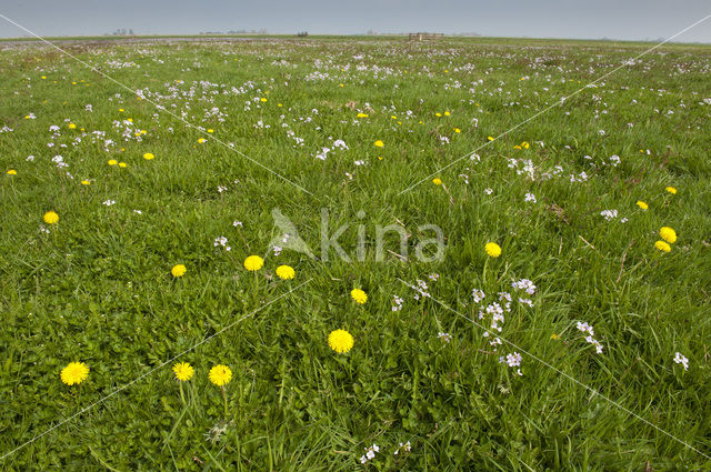 Friesland