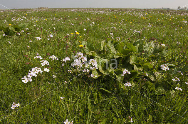 Friesland