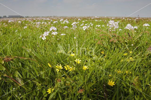 Friesland