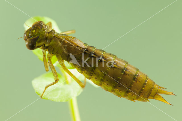 Getande glazenmaker (Aeshna serrata)