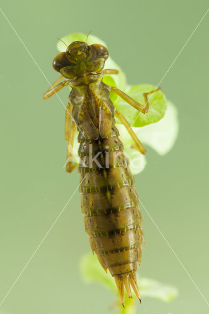 Getande glazenmaker (Aeshna serrata)