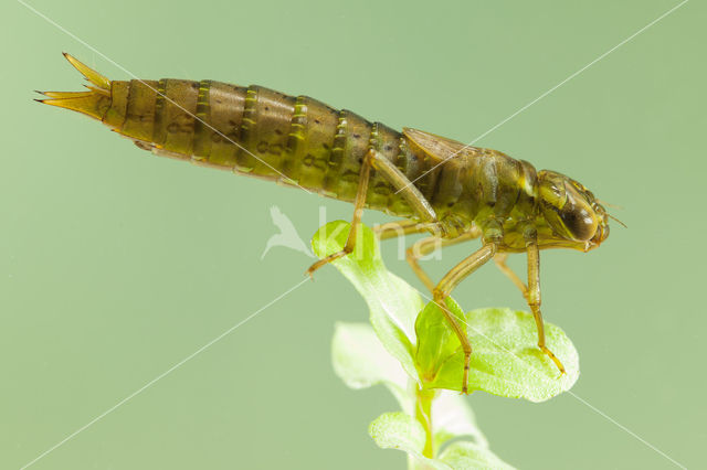 Getande glazenmaker (Aeshna serrata)