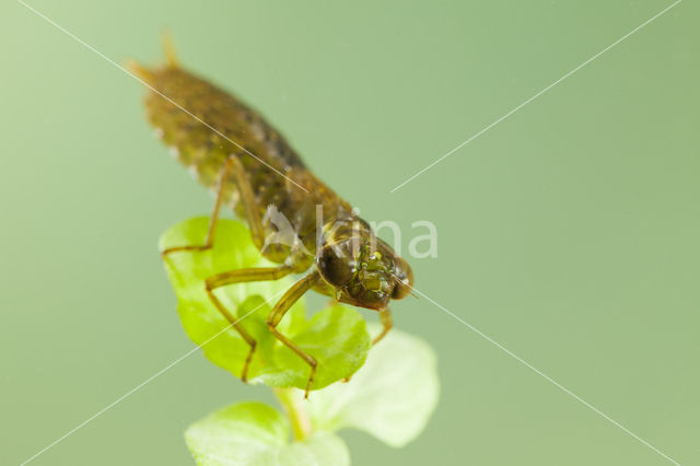 Getande glazenmaker (Aeshna serrata)