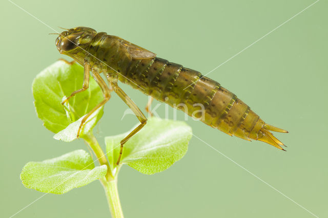 Getande glazenmaker (Aeshna serrata)