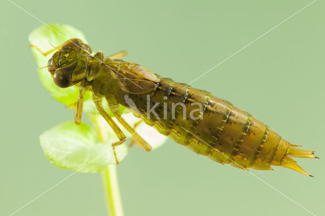 Getande glazenmaker (Aeshna serrata)