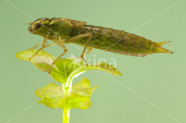 Getande glazenmaker (Aeshna serrata)